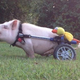 Illustration for article titled Need A Pick-Me-Up? Check Out These Animals Made Happier By Prosthetics